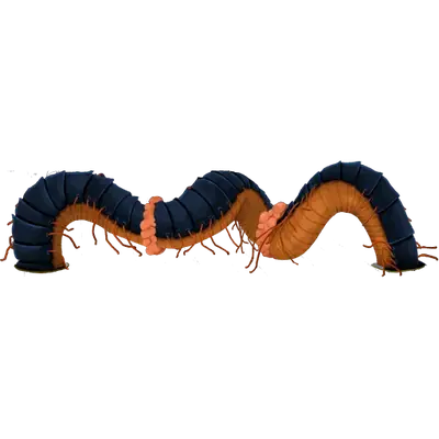 Decimillipede